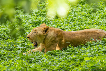 Lioness Relaxing in Lush Grassy Meadow