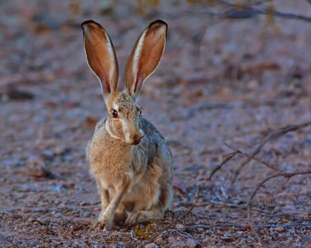 Close-up Portrait of an Arizona jackrabbit (jackalope) sitting in the dessert at dusk, arizona, USA