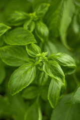 Bunch of fresh green basil leaves. Bright leaves on green background. Aromatic herbs from farm to table. Spice for cooking. Gardening and agroculture