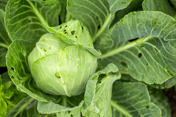 Cabbage head with holes. Insect holes. Green cabbage eaten by insects. Gardening and agroculture....
