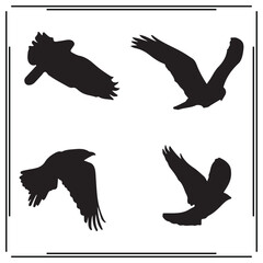 Osprey silhouette, Osprey illustration , Osprey clipart, Osprey vector , Osprey icon , black Osprey, Osprey illustration on white background,