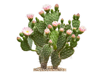 Prickly pear blooming cactus bush
