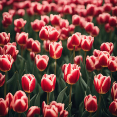 Fototapeta premium field of tulips