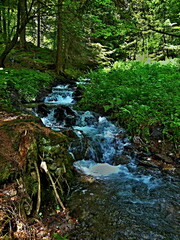 Czech Republic - view on the brook in forest