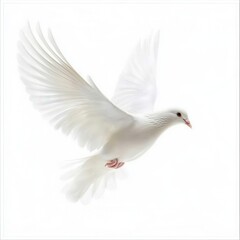Obraz premium White Dove Flying Against Clear Sky Symbolizing Freedom and Peace Isolated on Pure White Background