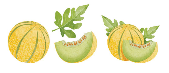 Cantaloupe fruit Design elements. watercolour style vector illustration