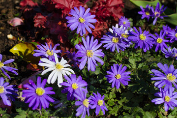 Fototapeta premium Blue violet anemone flowers in garden. Spring flower blooming