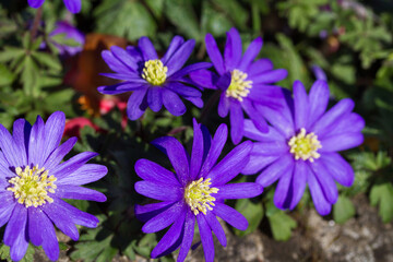 Blue violet anemone flowers in garden. Spring flower blooming