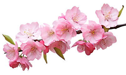 Obraz premium Bright Pink Blossoms on transparent background
