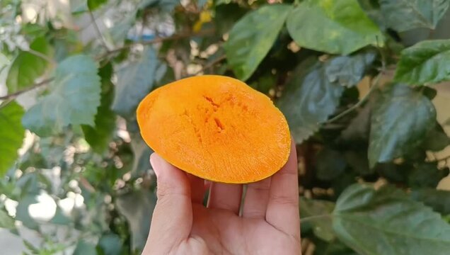 Horizontal clip of Juicy mango slice held against green foliage background, outdoors in daylight.