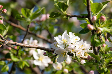 Close-up of blossoming apple tree in morning sun, old tree in Almaty gardens. Spring blossom background. Blossoming apple tree, delicate flowers on tree in soft sunlight.