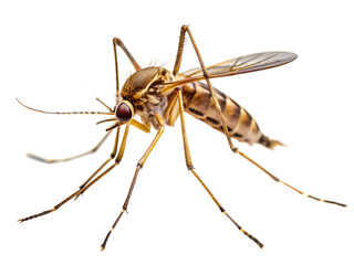 mosquito  isolated on white background