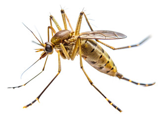 Fototapeta premium mosquito isolated on white background