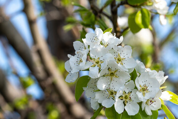 Close-up of blossoming pear tree in morning sun, old tree in Almaty gardens. Spring blossom background. Blossoming pear, delicate flowers on tree in soft sunlight.