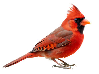  northern cadinal isolated on white background