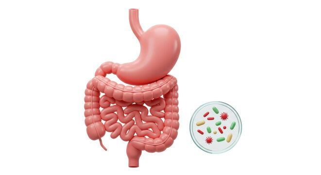 Isolated Human Digestive System