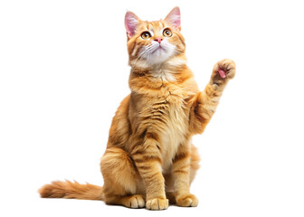 Playful ginger orange cat sits on hind legs raised front paws and looks up isolated on white background