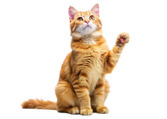 Playful ginger orange cat sits on hind legs raised front paws and looks up  isolated on white background