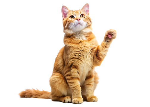Playful ginger orange cat sits on hind legs raised front paws and looks up  isolated on white background - Powered by Adobe