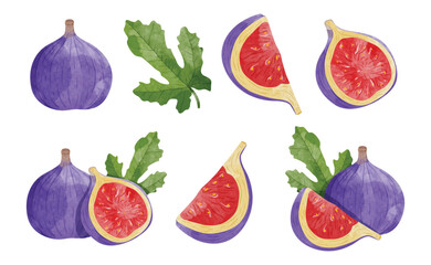 Fig fruit Design elements. watercolour style vector illustration.