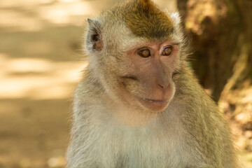 portrait of a monkey