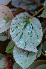 Begonia rex , polyscias balfouriana, aralia balfour daun merah or painted-leaf or fancy-leaf...