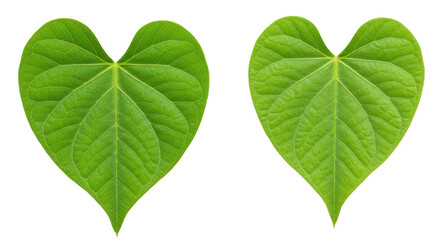 Isolated Heart-Shaped Leaves