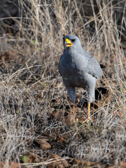 Eastern Chanting Goshawk standing on dry grassland, showing its pale grey plumage and orange legs