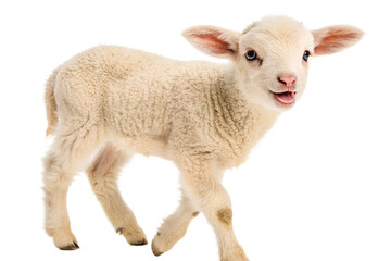 Fototapeta premium A young lamb with soft wool and curious expression isolated on white background 