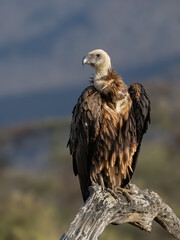 White-backed Vulture perched on a bare branch, surveying the Kenyan landscape 
