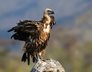 White-backed Vulture perched on a bare branch, surveying the Kenyan landscape 
