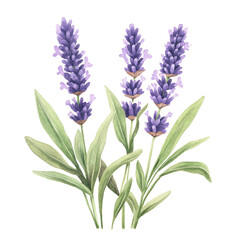 Naklejka premium Lavender flowers watercolor on transparent background nature illustration botanical art