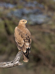 A Steppe Eagle perches on a bare branch against blur background