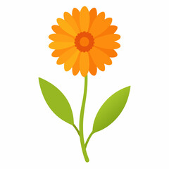 new fresh calendula flower vector icon with white background