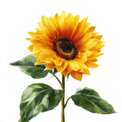 Fototapeta premium Sunflower blossom with leaves isolated on white background