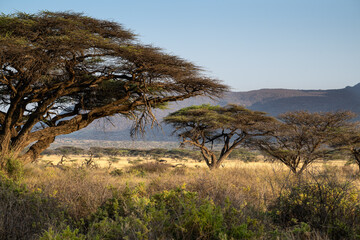 Golden morning light over Kenya’s savanna framed by ancient acacia trees