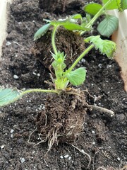 macro close-up of young strawberry seedling roots - organic gardening and plant growth detail