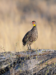  Yellow-necked Spurfowl standing on a log with dry vegetation and a golden grassy background