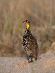 Yellow-necked Spurfowl standing on a log with dry vegetation and a golden grassy background