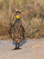  Yellow-necked Spurfowl standing on a log with dry vegetation and a golden grassy background