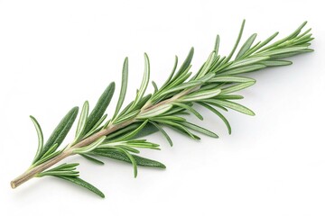 Fototapeta premium Fresh Rosemary Sprigs Isolated on White Background Culinary Herb Aromatic Plant Cooking Ingredient Natural Flavoring Mediterranean Cuisine Herbal Remedy Fragrant Leaves Green Foliage