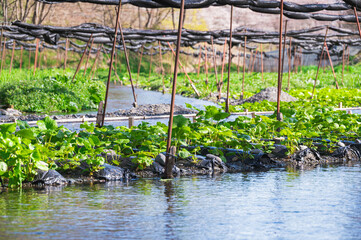 春のわさび田　安曇野