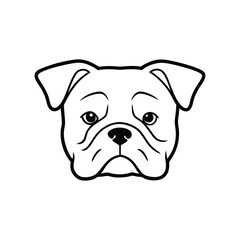 english bulldog puppy