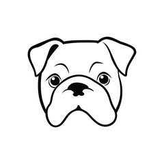 english bulldog puppy