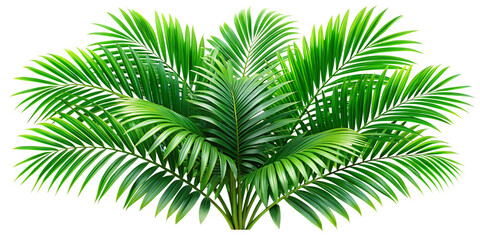 Fototapeta premium green-leaves-of-palm-tree Tropical evergreen plants, palm branches, isolated on white background PNG