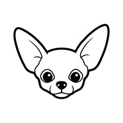 chihuahua puppy on white