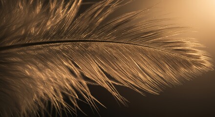 Obraz premium Golden Feather: A Sunlit, Textured, Macro Photograph