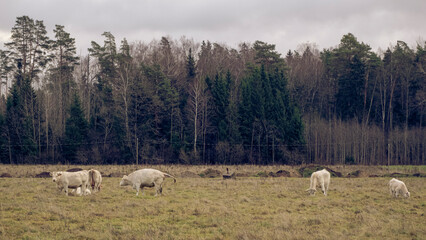 Herd of charolais cattle with many calves in a pastureland