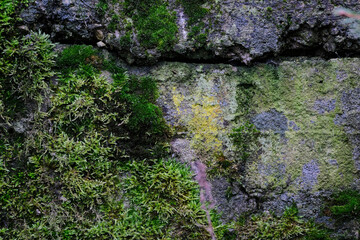 Aged wall of old building covered with multicolored moss, unusual natural background, full frame....