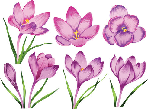 crocus flower vector illustration